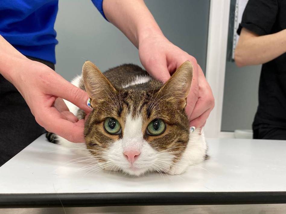Переломы лап у кошек - Ветеринарная клиника TerraVet